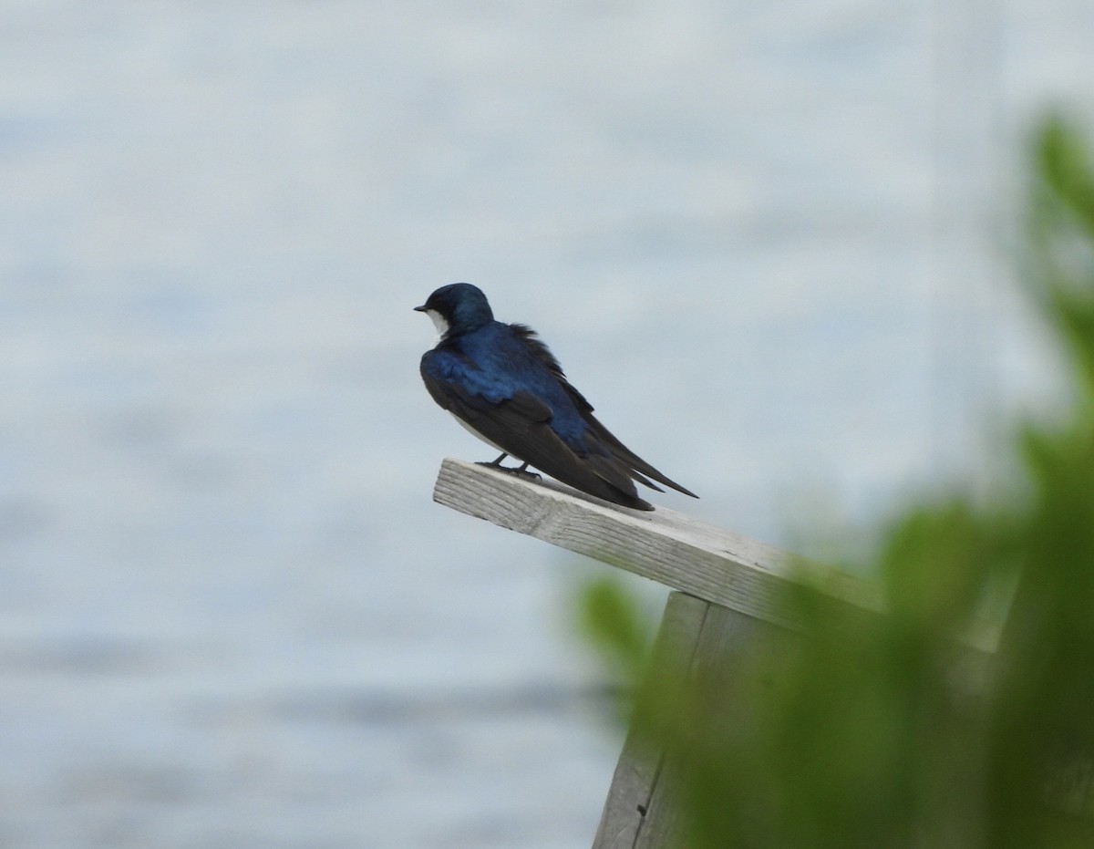 Tree Swallow - ML620299325