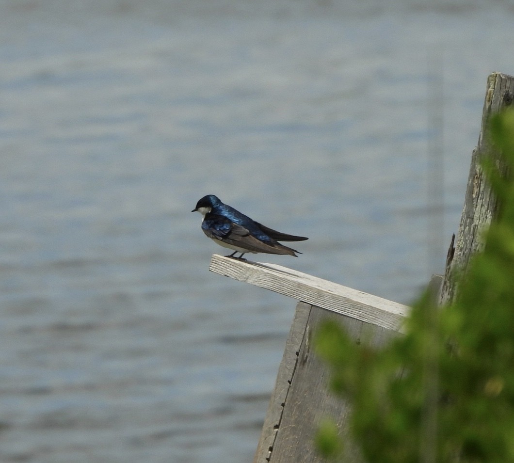 Tree Swallow - ML620299326