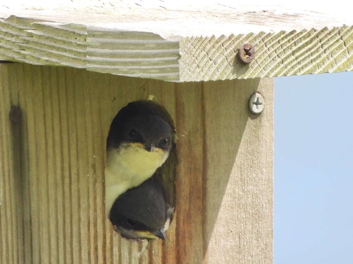 Tree Swallow - ML620299327