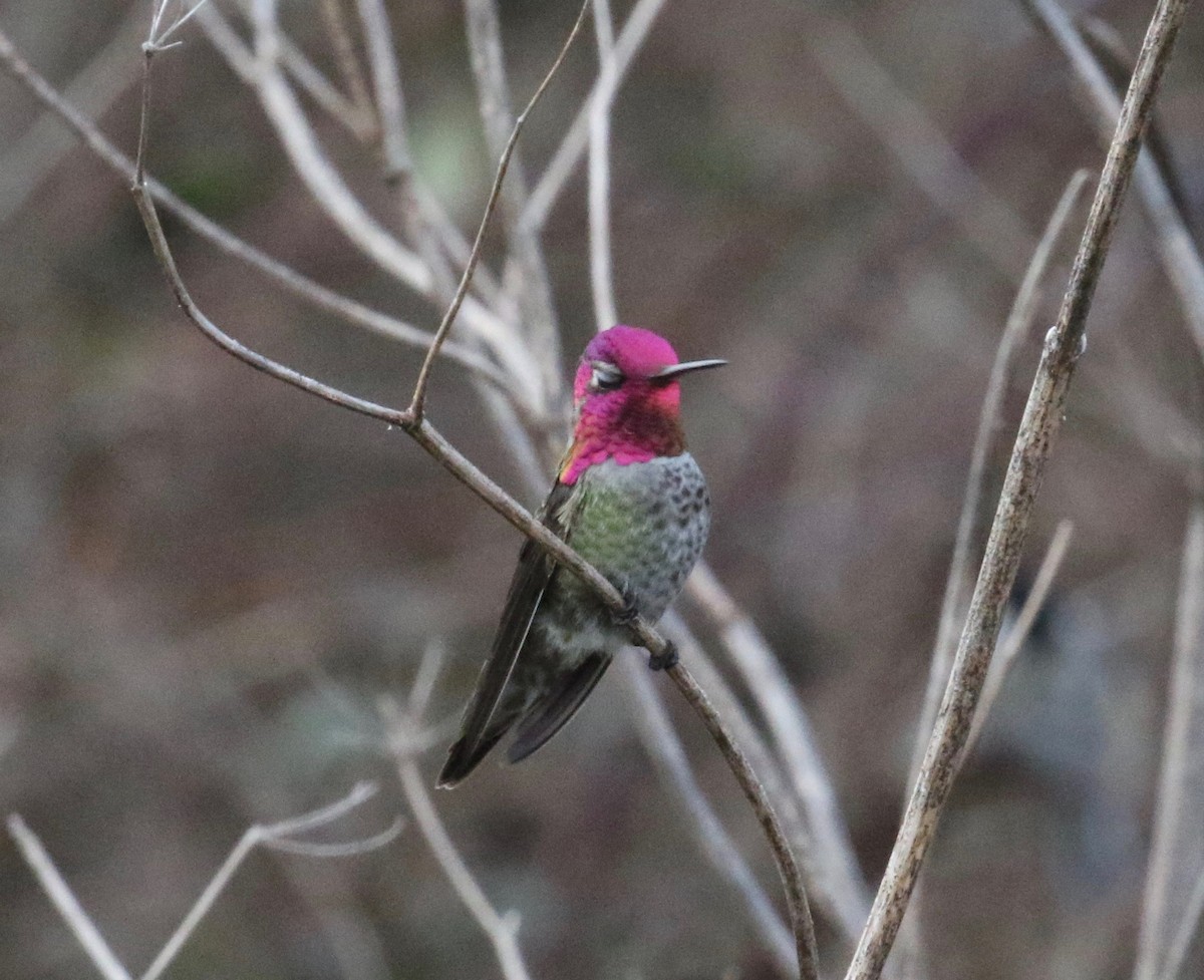 Anna's Hummingbird - ML620299328