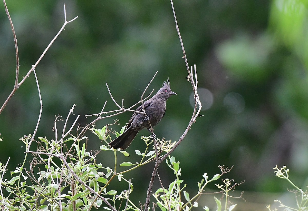 Capulinero Negro - ML620299331