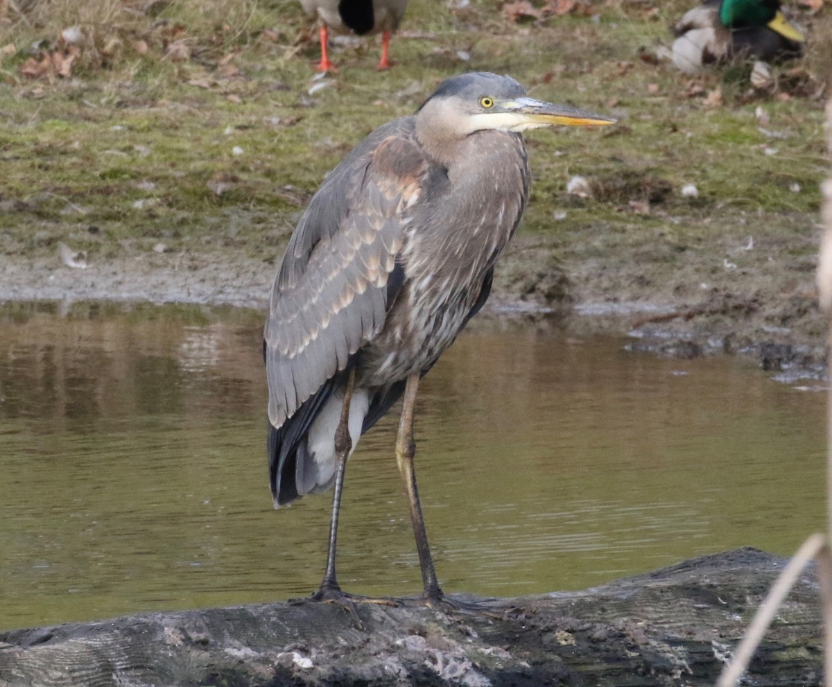 Garza Azulada - ML620299332