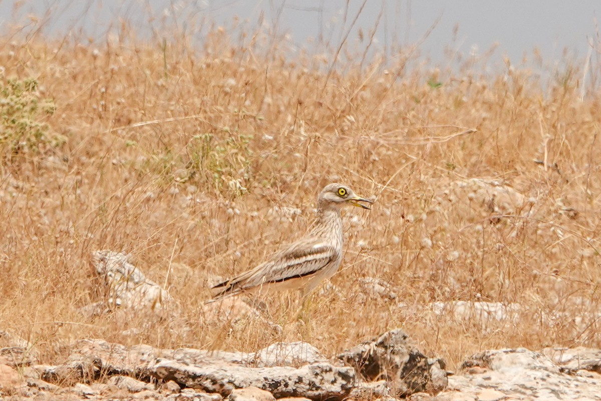 Eurasian Thick-knee - ML620299336