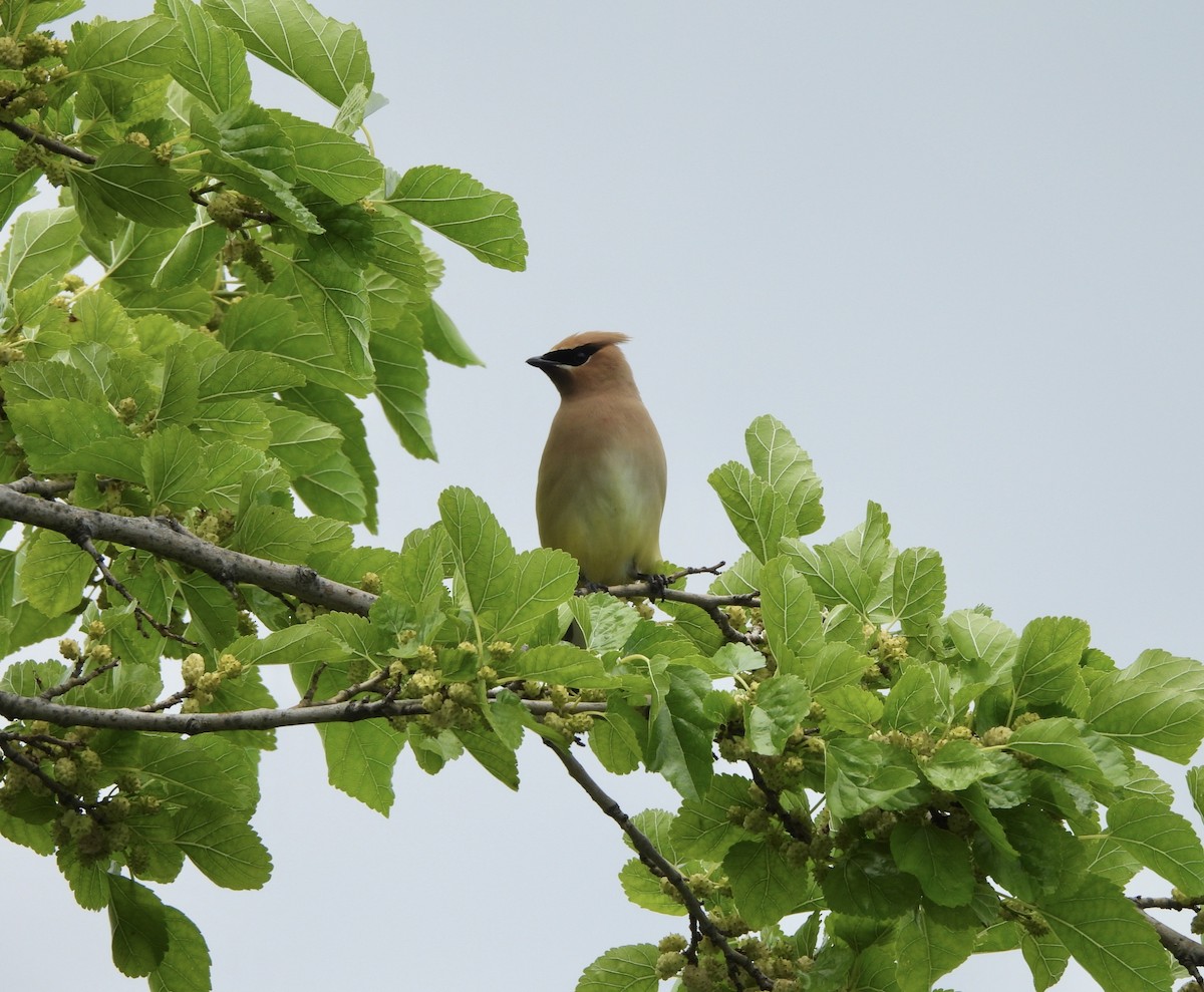 Cedar Waxwing - ML620299338