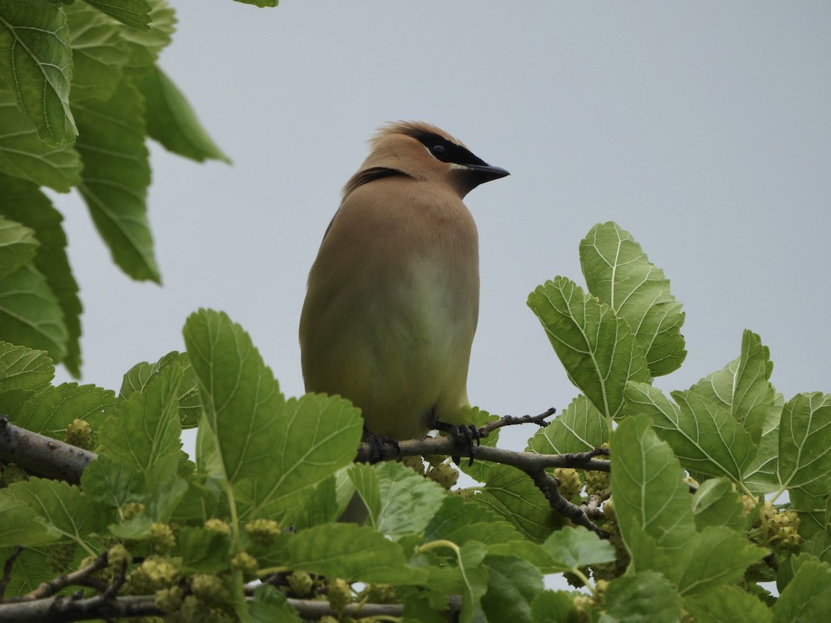 Cedar Waxwing - ML620299339