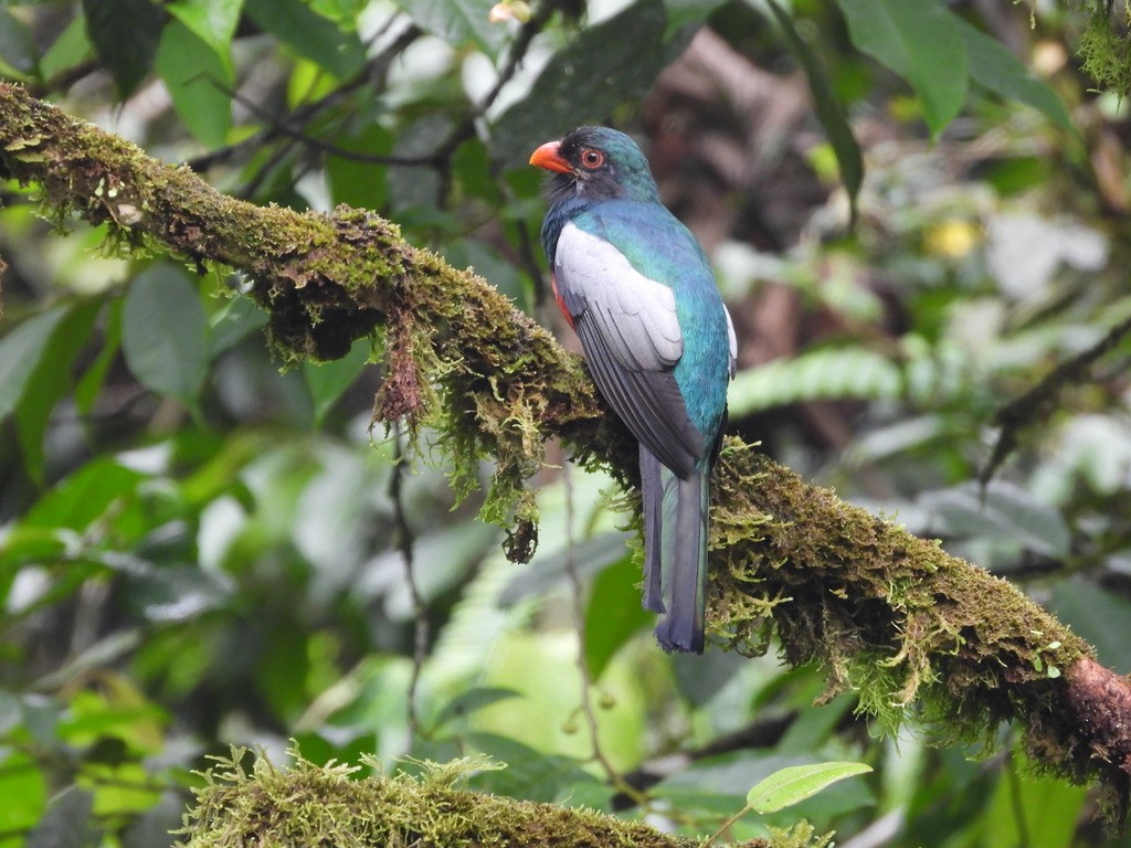 Gri Kuyruklu Trogon - ML620299341