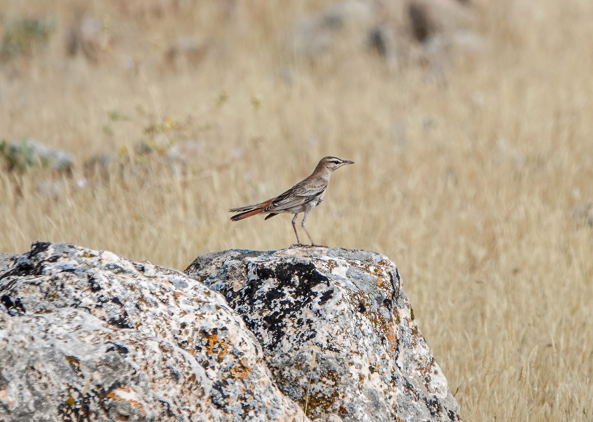 Rufous-tailed Scrub-Robin - ML620299345