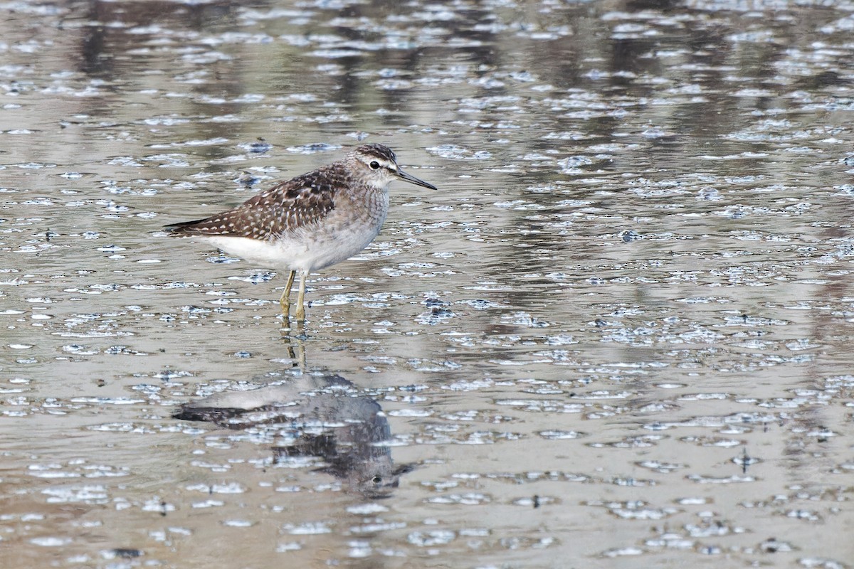 Wood Sandpiper - ML620299347