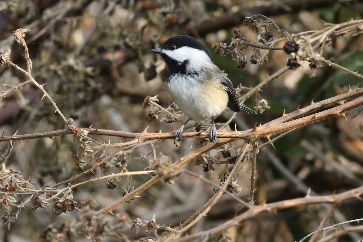 Black-capped Chickadee - ML620299350