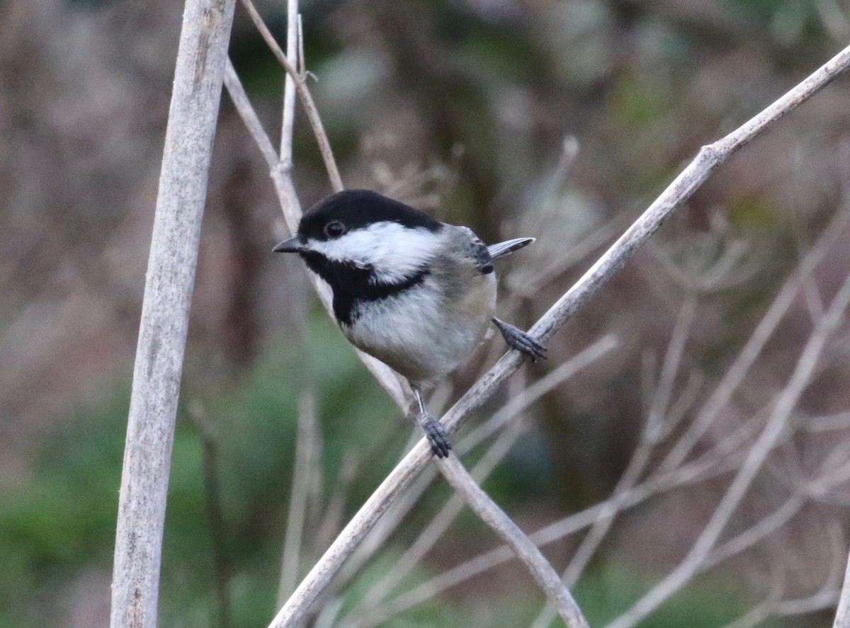 Black-capped Chickadee - ML620299355