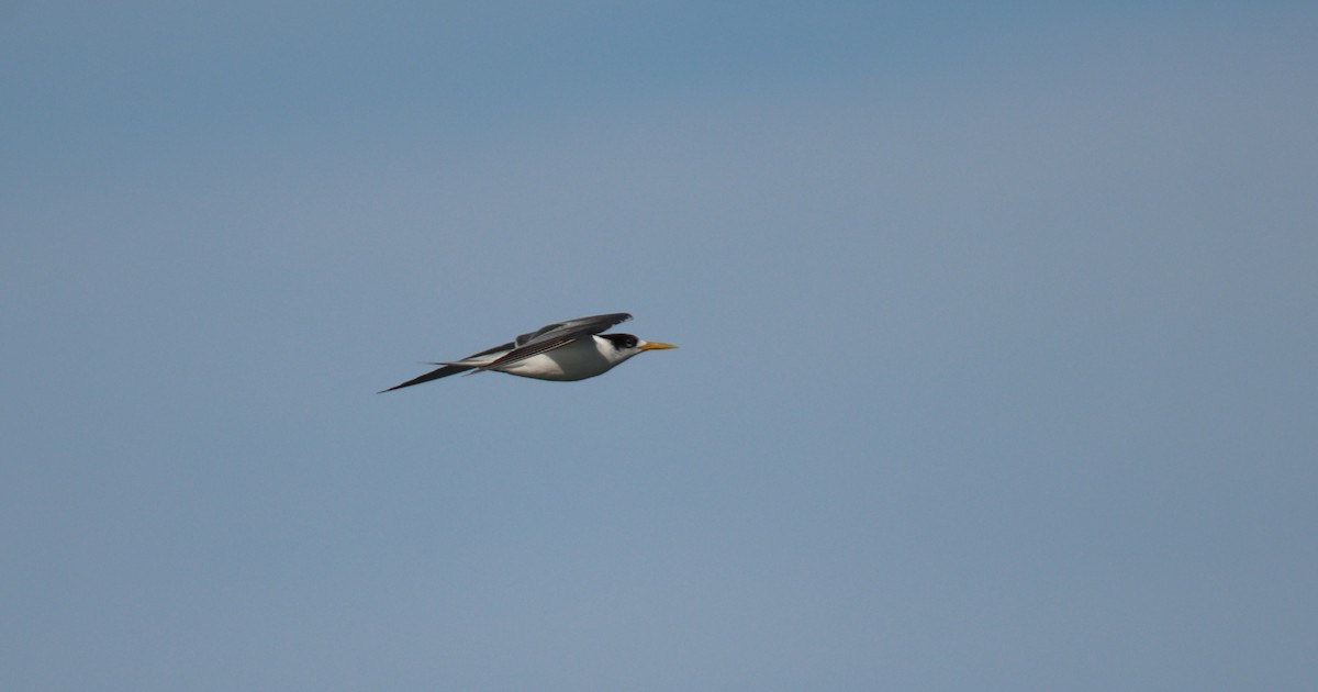 Great Crested Tern - ML620299357