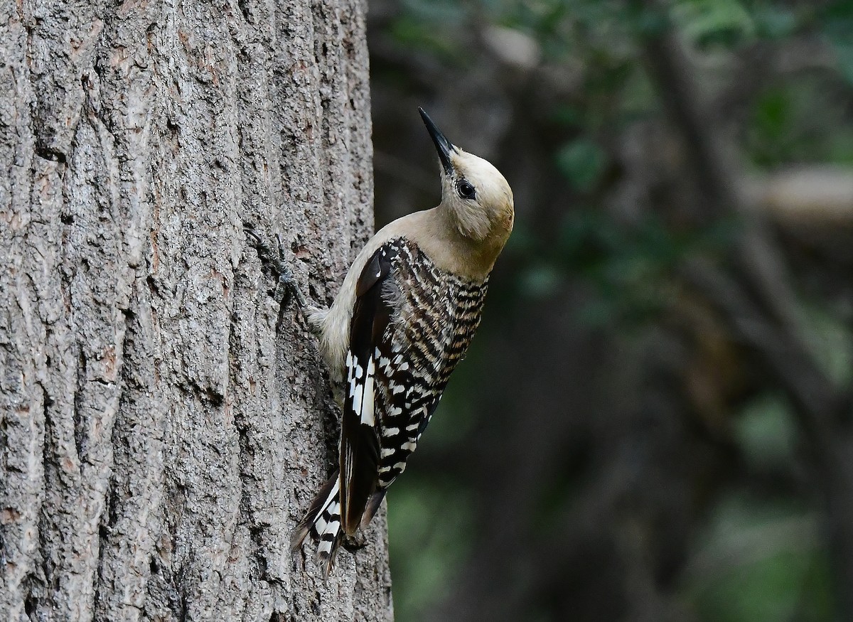 Gila Woodpecker - ML620299358