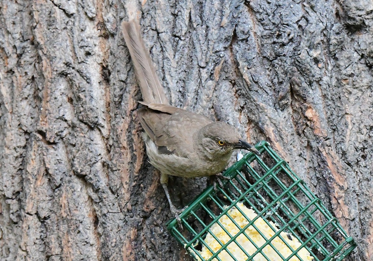 Curve-billed Thrasher - ML620299360