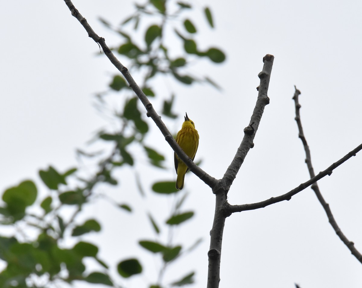 Yellow Warbler - ML620299361