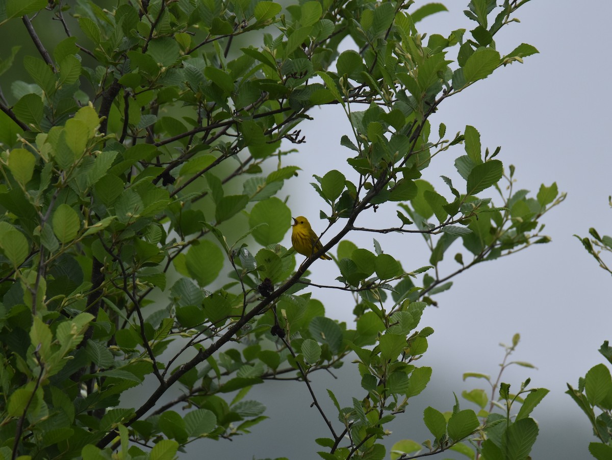 Paruline jaune - ML620299362