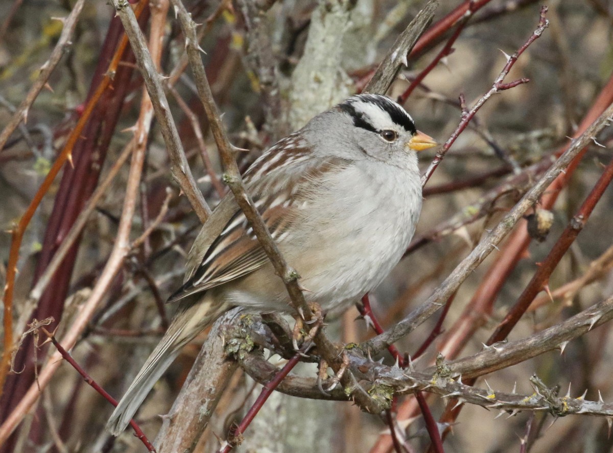White-crowned Sparrow (pugetensis) - ML620299375