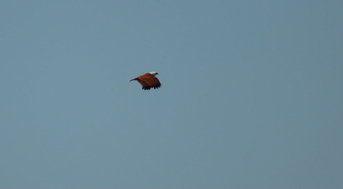 Brahminy Kite - ML620299392