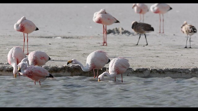 James's Flamingo - ML620299395