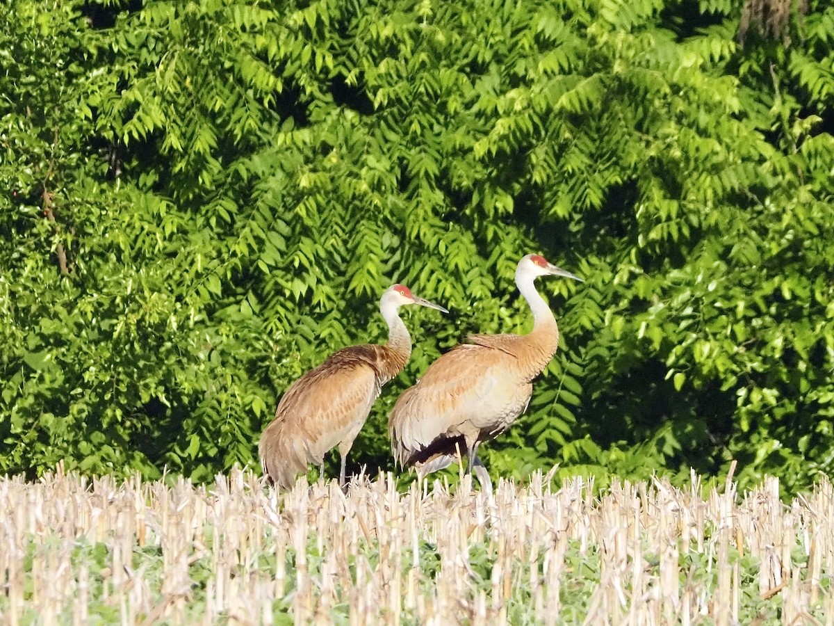 Sandhill Crane - ML620299398