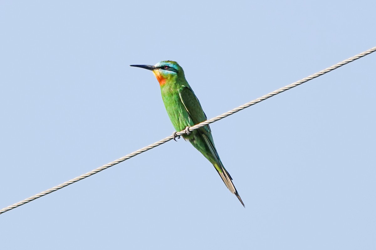 Blue-cheeked Bee-eater - ML620299399