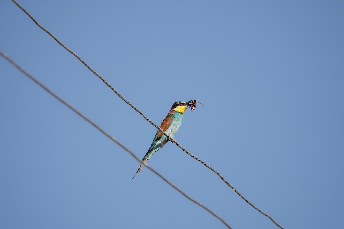 European Bee-eater - ML620299400
