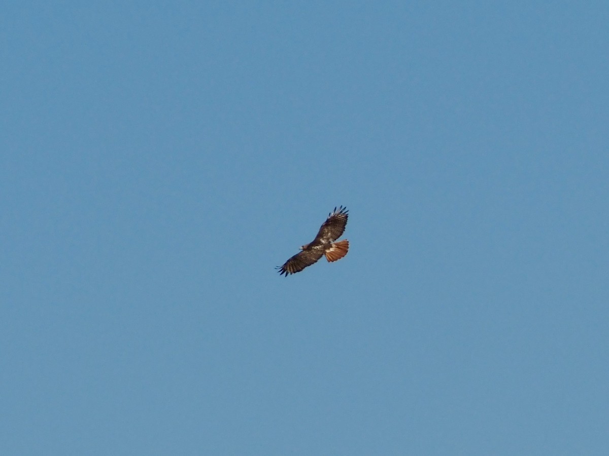 Red-tailed Hawk - ML620299413