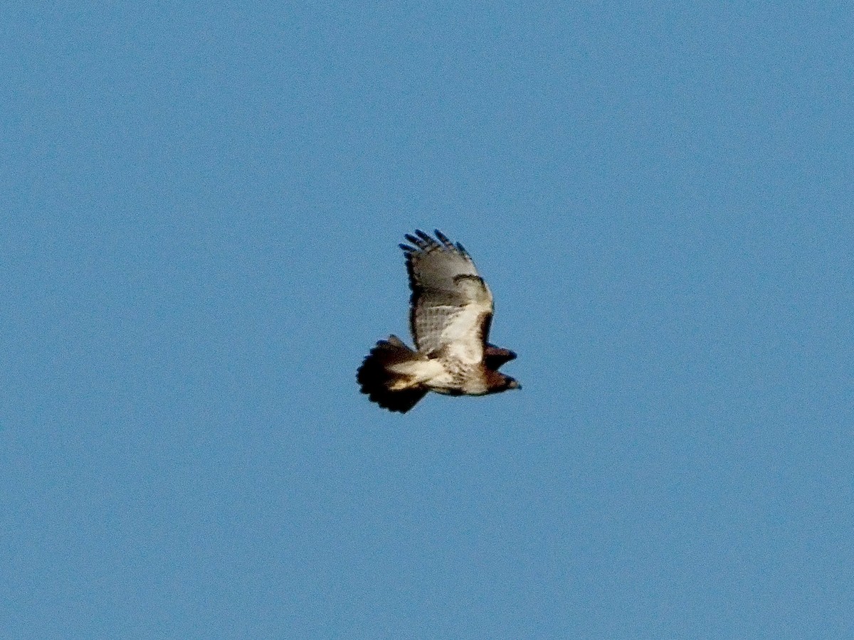 Red-tailed Hawk - ML620299415