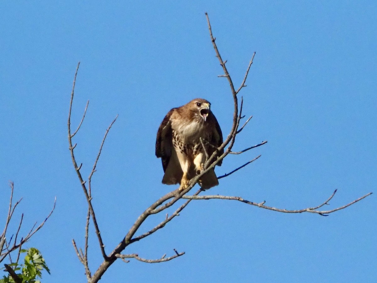 Red-tailed Hawk - ML620299416