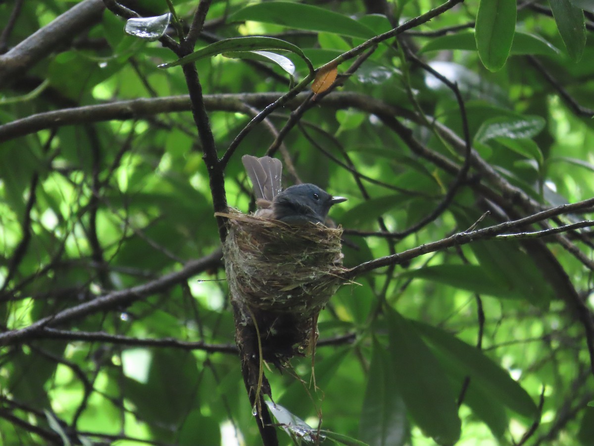 Black-naped Monarch - ML620299420