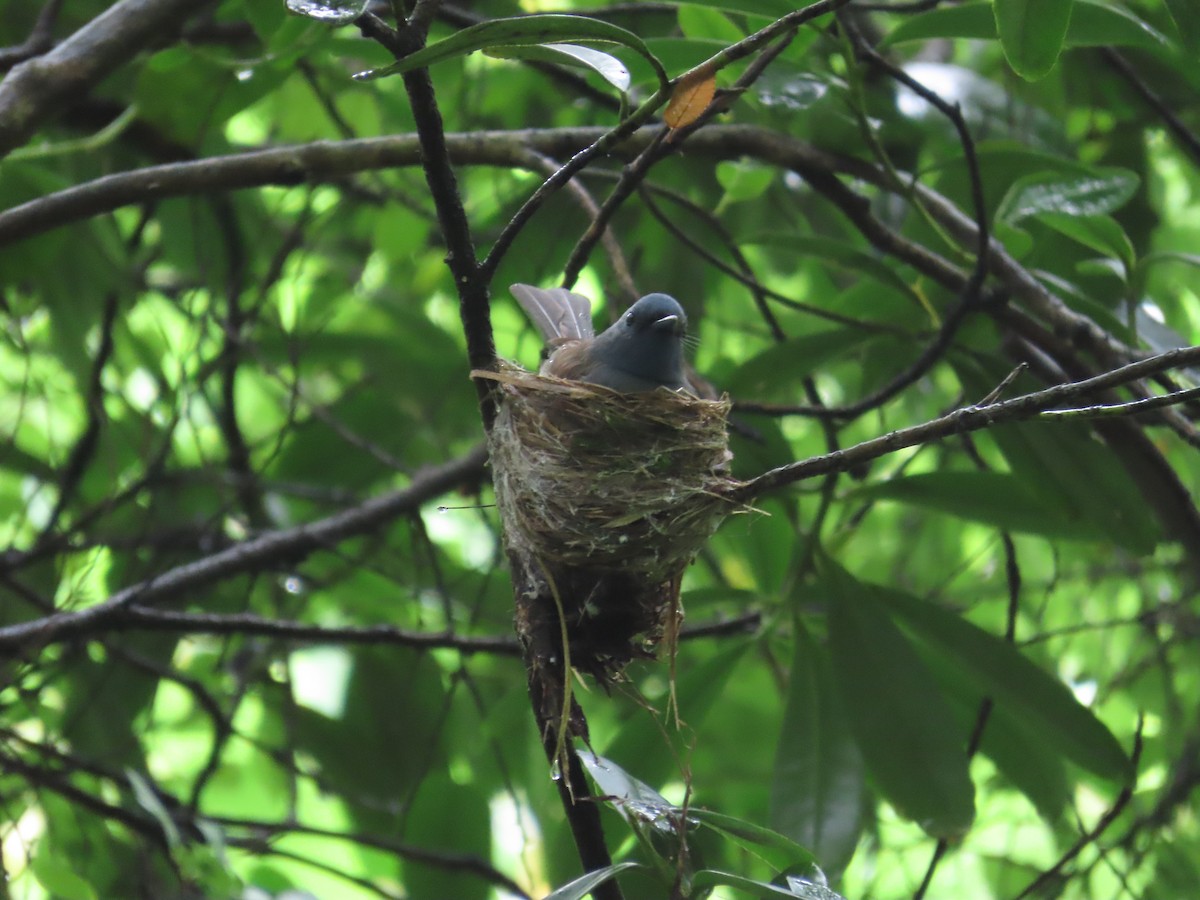 Black-naped Monarch - ML620299421