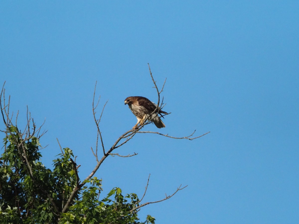 Red-tailed Hawk - ML620299423