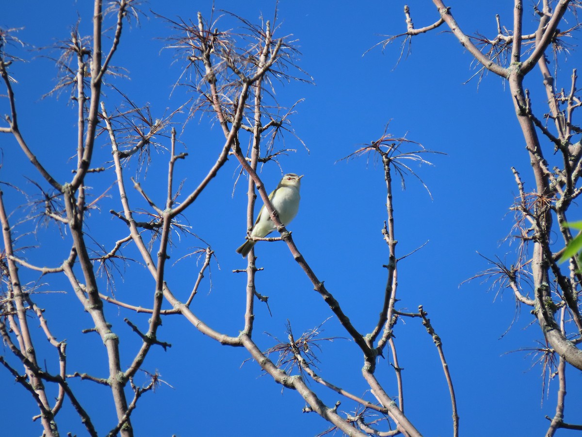 Red-eyed Vireo - ML620299430