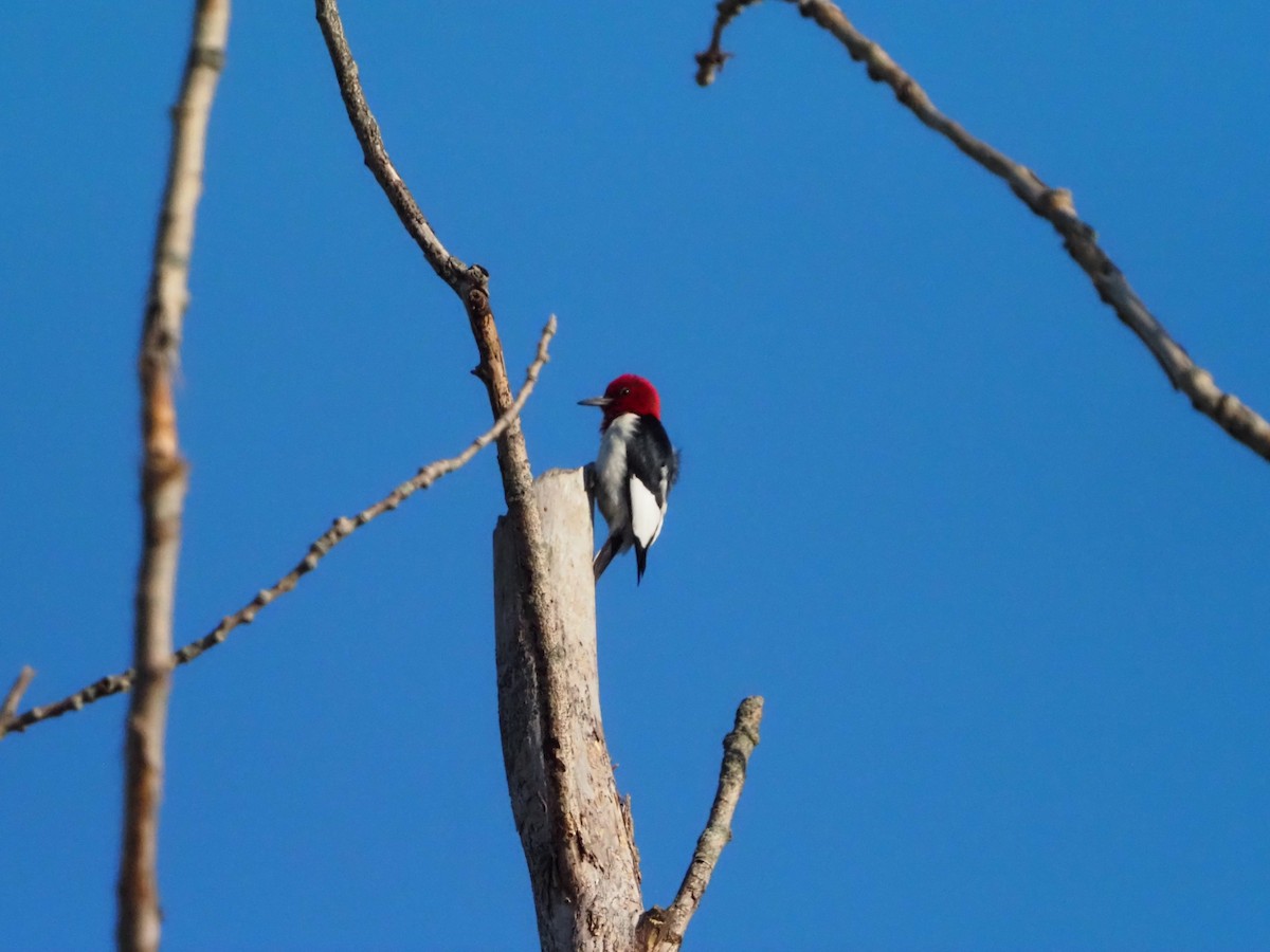 Red-headed Woodpecker - ML620299431