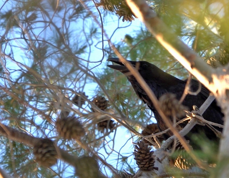 Common Raven - ML620299435