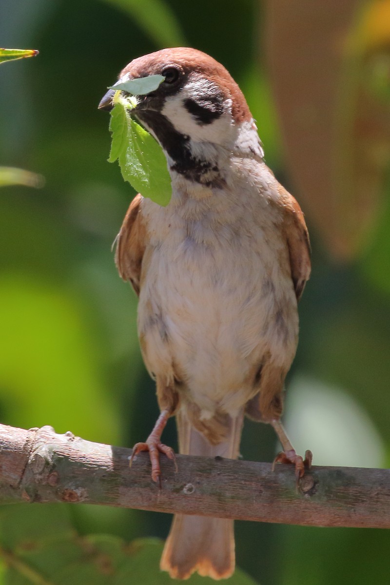 Eurasian Tree Sparrow - ML620299437