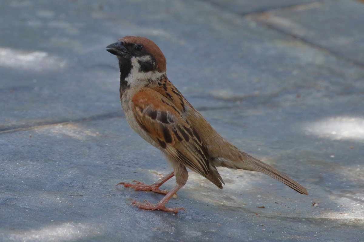Eurasian Tree Sparrow - ML620299438