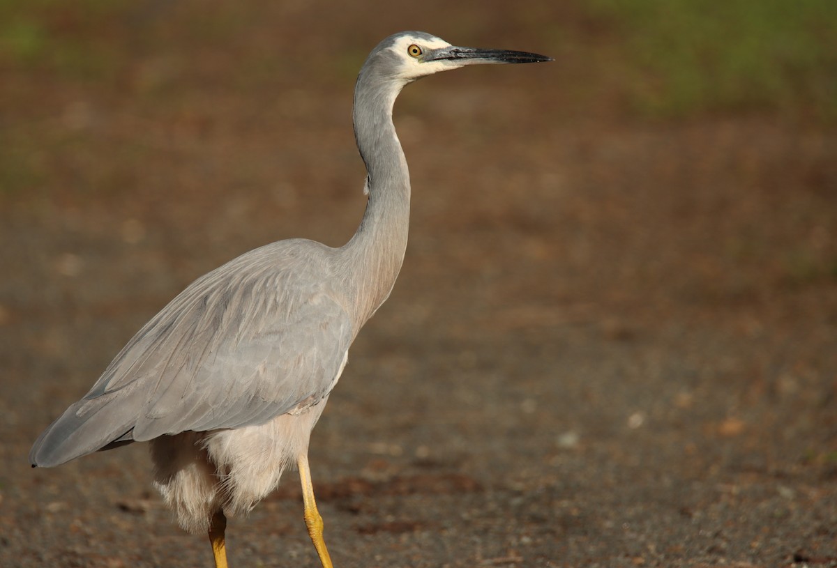 White-faced Heron - ML620299441