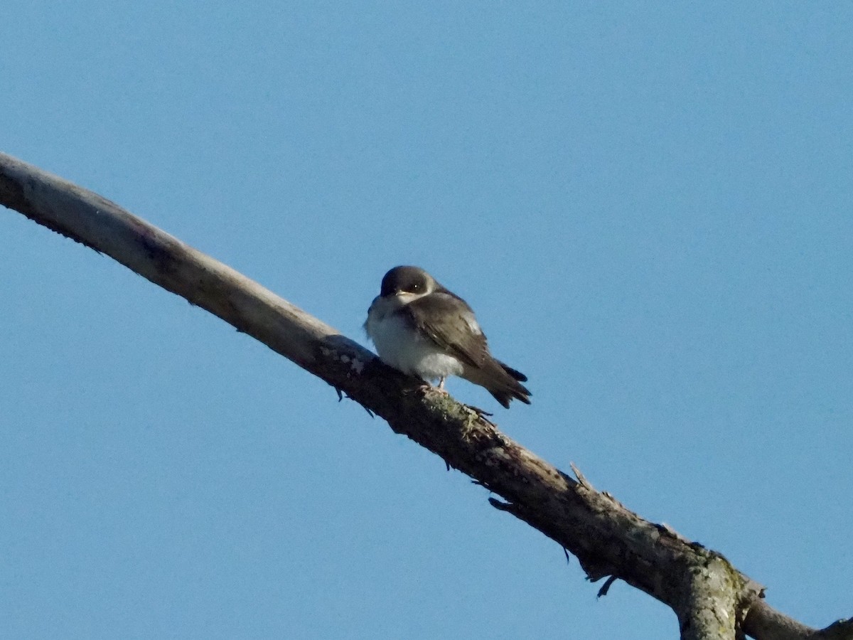 Golondrina Bicolor - ML620299442