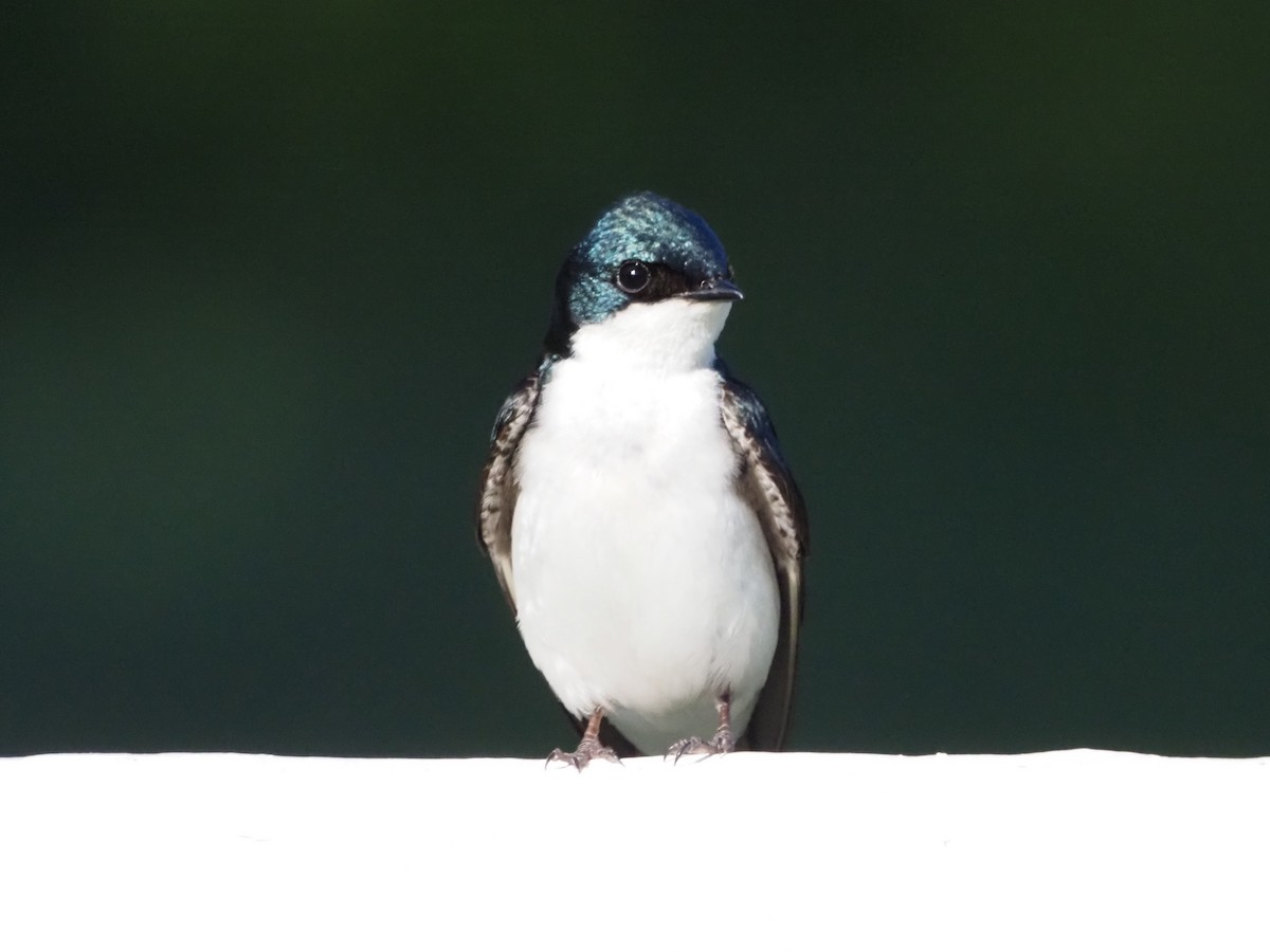 Golondrina Bicolor - ML620299443