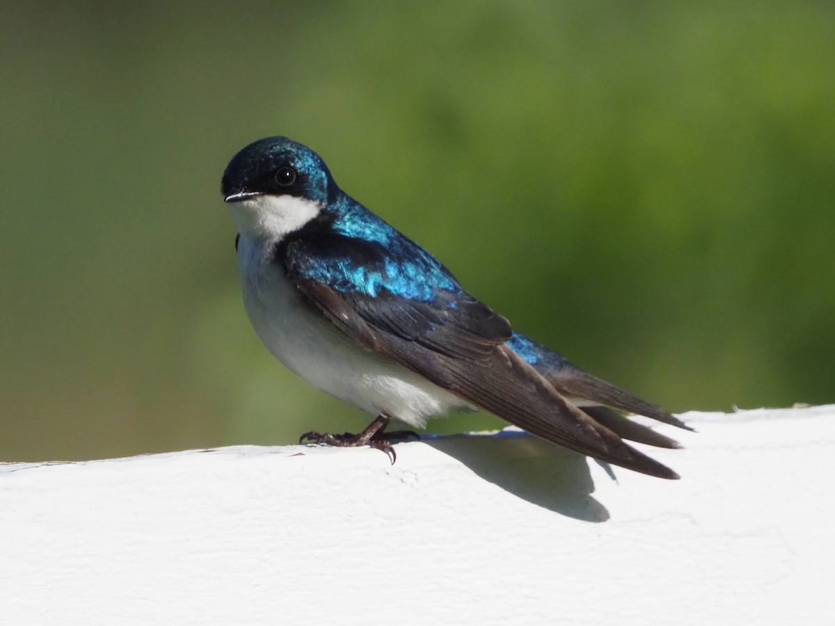 Golondrina Bicolor - ML620299444