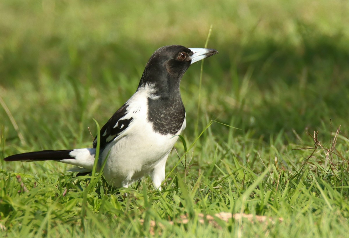 Pied Butcherbird - ML620299456