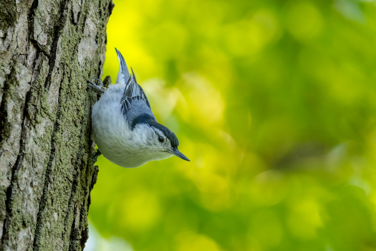 White-breasted Nuthatch - ML620299461