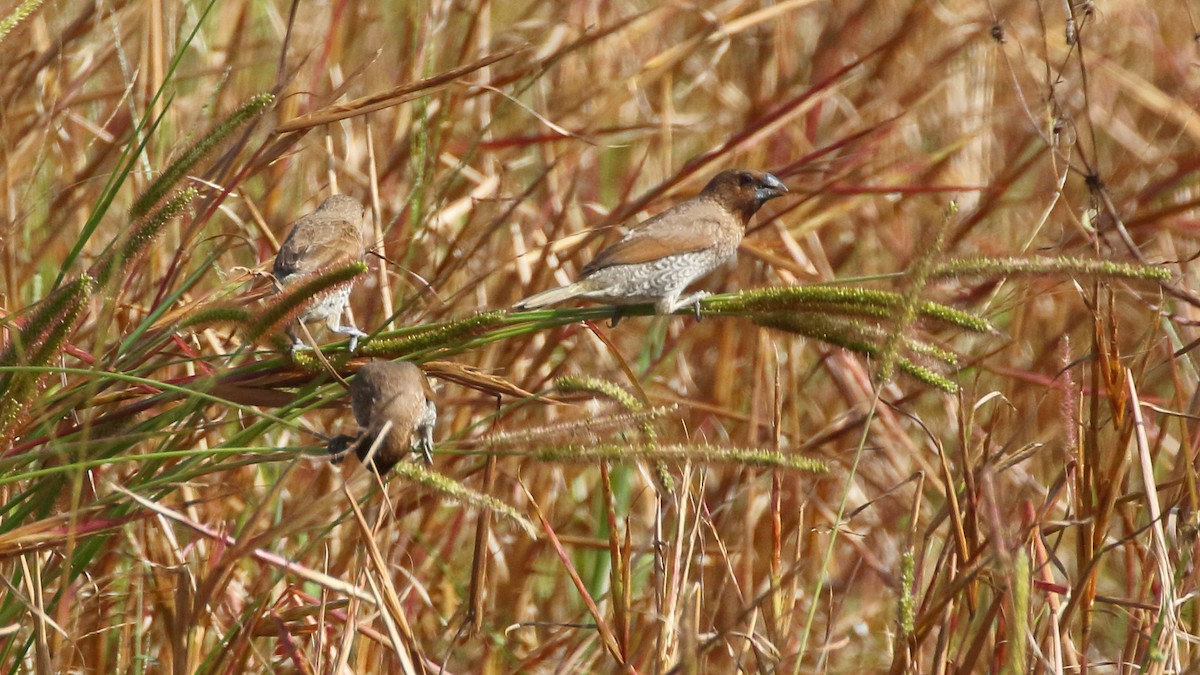 Scaly-breasted Munia - ML620299463