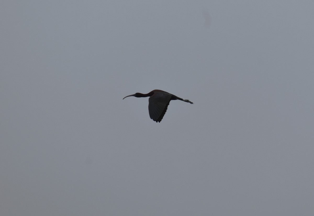 ibis hnědý - ML620299464