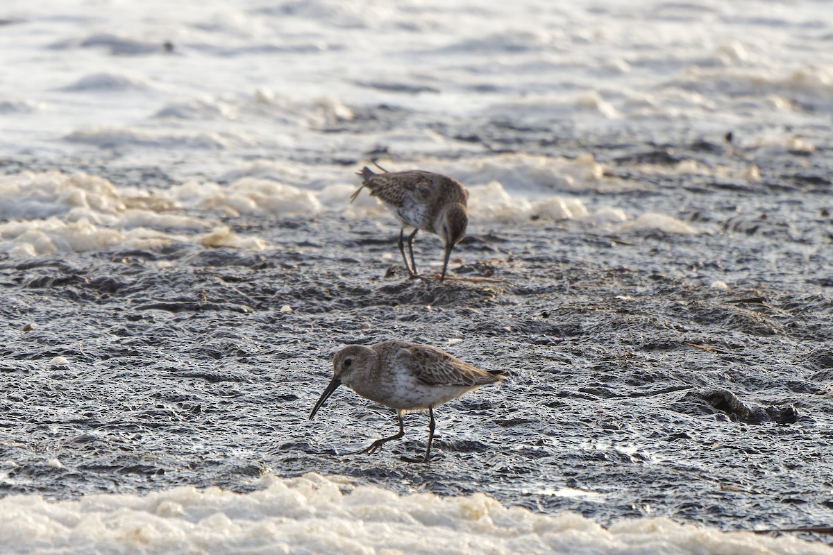 Dunlin - ML620299468