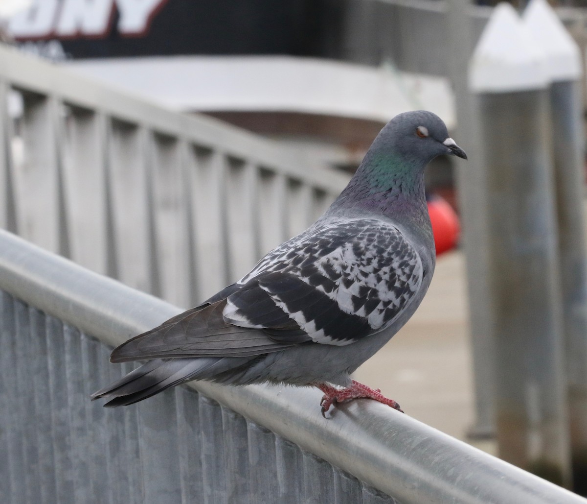 Rock Pigeon (Feral Pigeon) - ML620299471