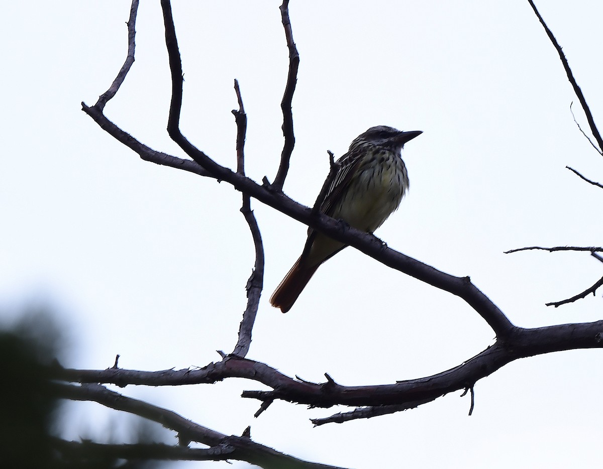 Sulphur-bellied Flycatcher - ML620299472