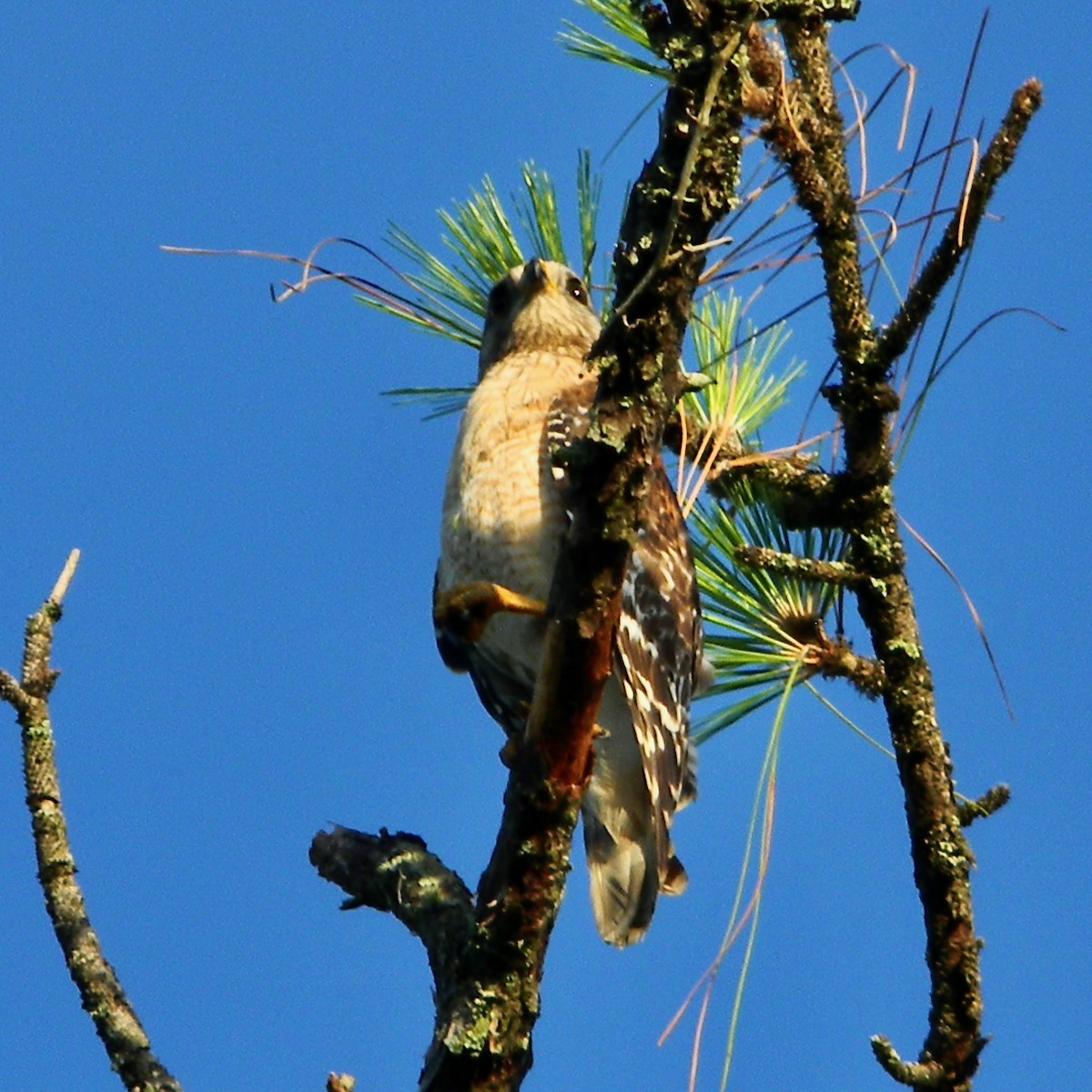 Red-shouldered Hawk - ML620299473