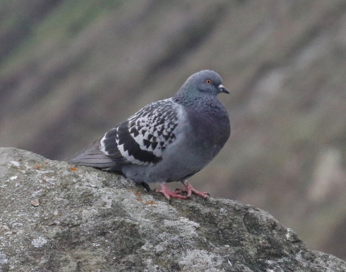 Rock Pigeon (Feral Pigeon) - ML620299475