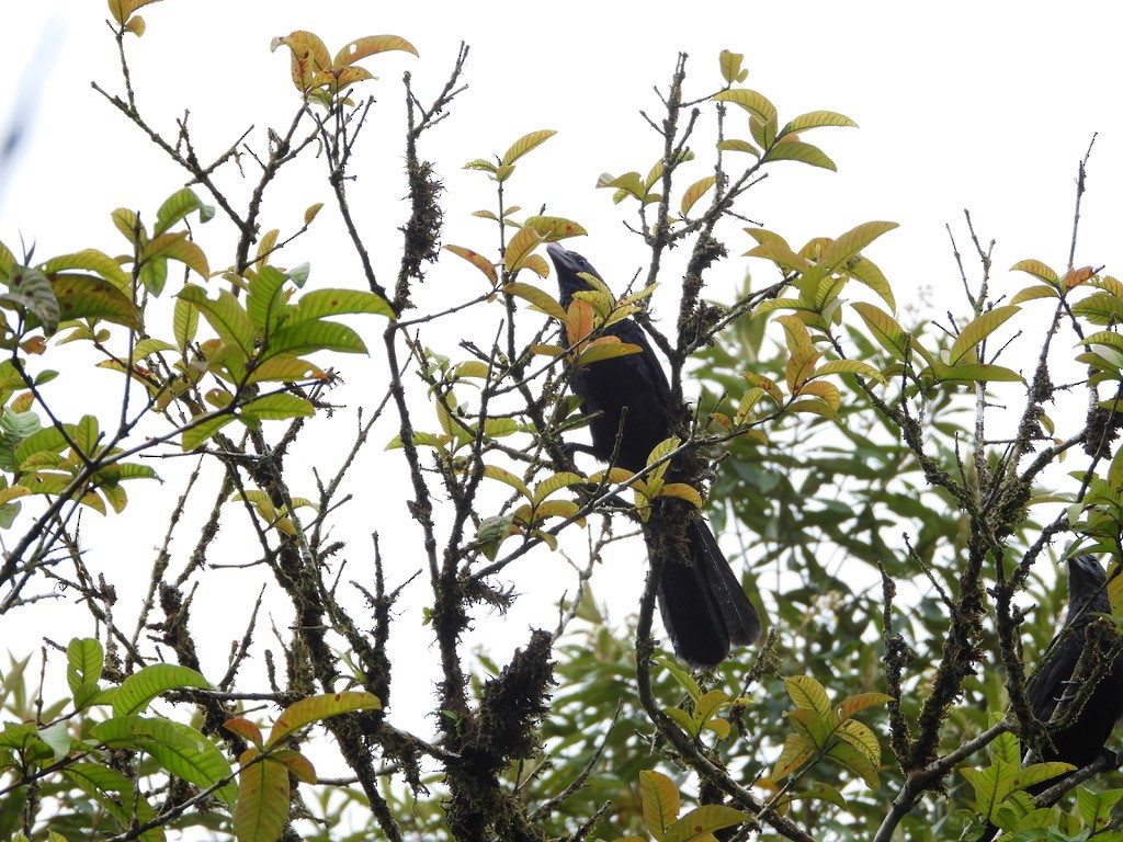 Smooth-billed Ani - ML620299482